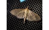 Herpetogramma Herpetogramma