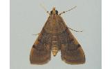 Omiodes Omiodes