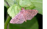 Herpetogramma sp.