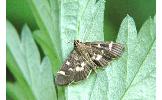 Herpetogramma Herpetogramma