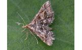 Diasemia Diasemia