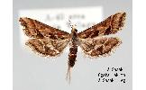 Diasemia Diasemia