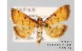 Herpetogramma submarginale