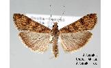 Nomophila noctuella