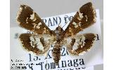 Sameodes Sameodes