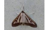 Glyphodes Glyphodes