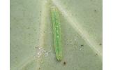 Glyphodes sp.
