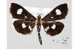 Anania Anania