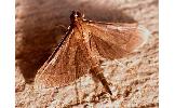 Bradina trigonalis