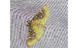 Cotachena alysoni