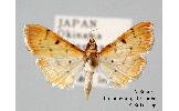 Herpetogramma Herpetogramma