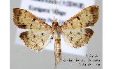 Herpetogramma Herpetogramma