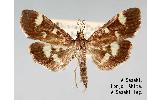 Herpetogramma luctuosale zelleri