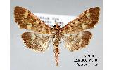 Herpetogramma magnum