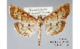 Herpetogramma moderatale