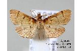 Herpetogramma ochrotinctale