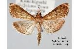 Herpetogramma Herpetogramma