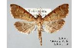 Herpetogramma Herpetogramma