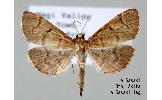 Herpetogramma stultale