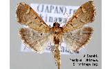 Herpetogramma tominagai