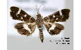 Hymenia persectalis