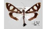 Talanga quadrimaculalis