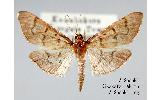 Herpetogramma fuscescens