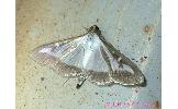 Glyphodes Glyphodes