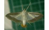 Diaphania Diaphania