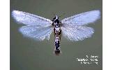 Scirpophaga virginia