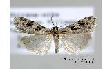 Scoparia Scoparia