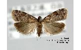 Scoparia Scoparia