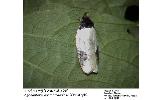 Agonopterix Agonopterix