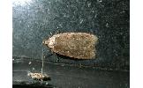 Agonopterix heracliana