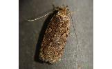 Agonopterix Agonopterix