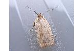 Agonopterix Agonopterix