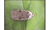 Agonopterix Agonopterix