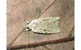 Agonopterix Agonopterix