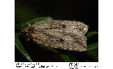 Agonopterix Agonopterix