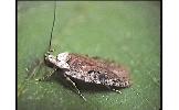 Agonopterix Agonopterix