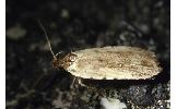 Agonopterix Agonopterix