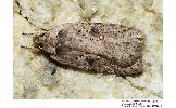 Agonopterix Agonopterix