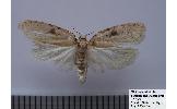 Agonopterix Agonopterix