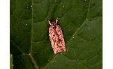 Agonopterix sumizome