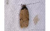 Psorosticha melanocrepida