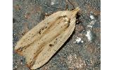 Agonopterix intersecta