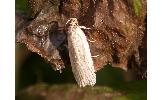 Agonopterix Agonopterix