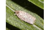 Agonopterix yomogiella