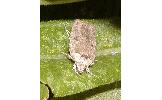 Agonopterix Agonopterix