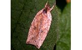 Agonopterix Agonopterix